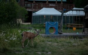 MCR_Deer_Outside